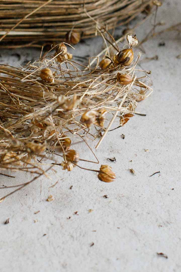 Flax Fibres and Seed Heads before the fibres are stripped and retting starts.