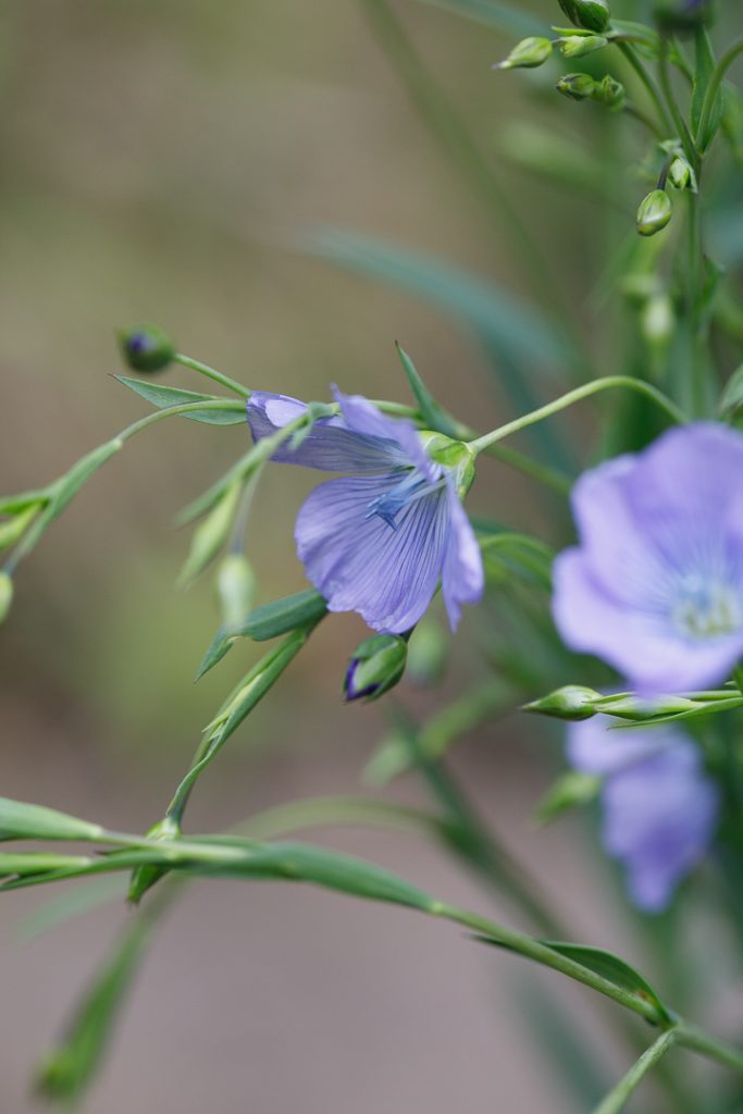 Flax Flowers & The History of Flax