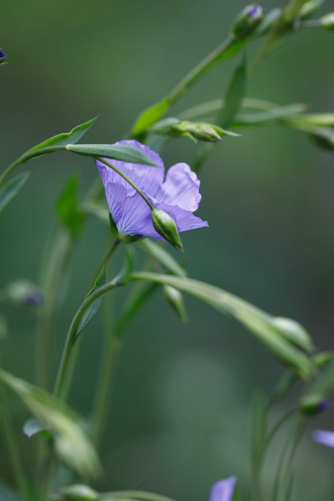 Flax Flowers & The History of Flax